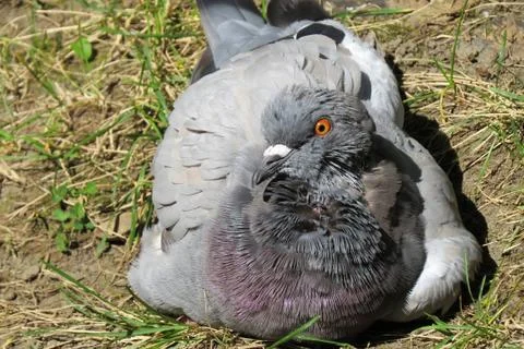 Pigeon sitting in grass Stock Photos