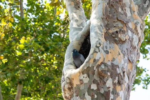 Pigeon sitting in hollow of patterned tree trunk Foto stock