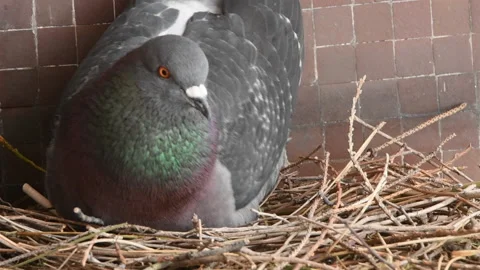 Pigeon sitting on its eggs Stock Footage 135664178