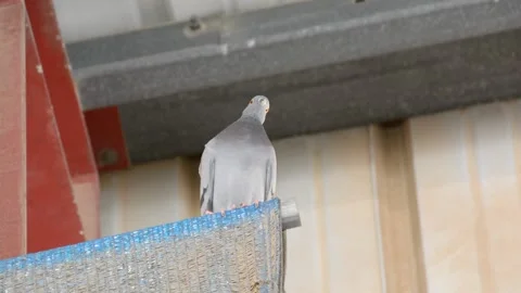 Pigeon sitting on a metal constructions 库存影片 155865028