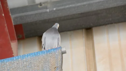 Pigeon sitting on a metal constructions 库存影片 155865029