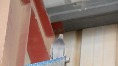 Pigeon sitting on a metal constructions Stock-Footage 155865033