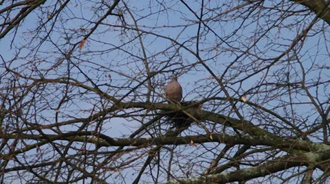 Pigeon sitting on the nest Stock Footage 37238369