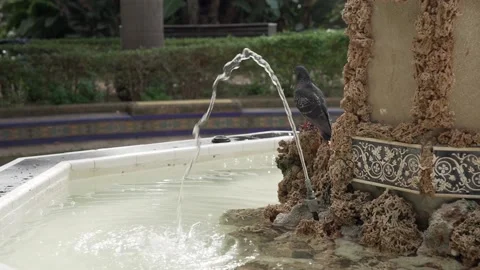 Pigeon sitting on Ninfa de la Caracola Fountain in Park of Malaga, Spain Stock Footage 239910058