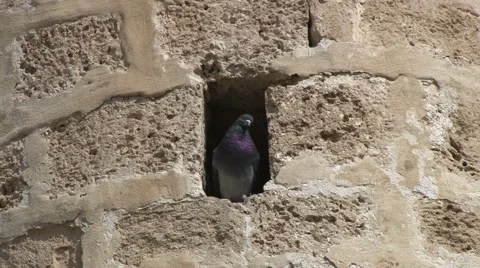Pigeon sitting in old wall 스톡 동영상 49674550