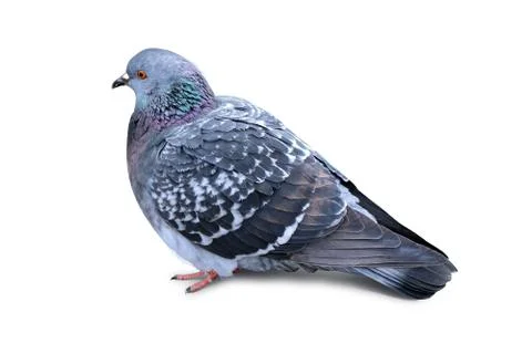 The pigeon is sitting on the pavement Stock Photos