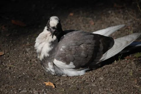Pigeon Sitting Stock Photos