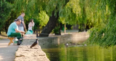 Pigeon sitting by the pond Stock Footage 133723226