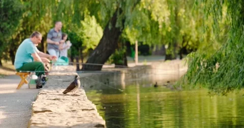 Pigeon sitting by the pond Video stock 133723256