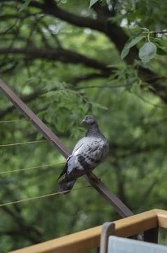 Pigeon sitting on the railing Stock Photos