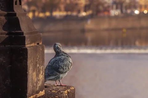 A pigeon sitting in the setting sun over a river on a statue above the Vlta.. Foto stock