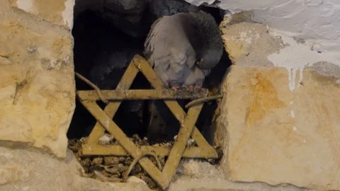 Pigeon sitting on the Star of David Stock Footage 124043174