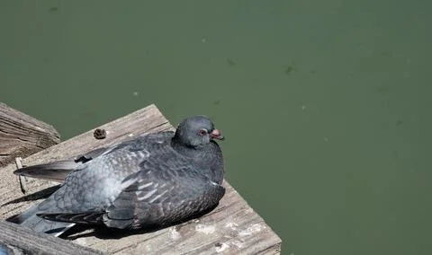 Pigeon sitting on the stoop 스톡 사진