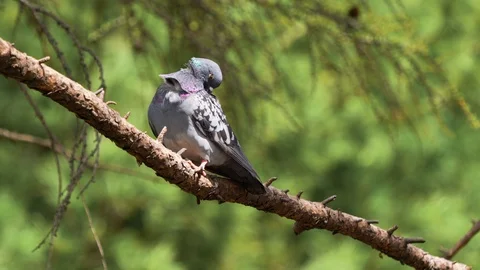 Pigeon sitting on the tree branch in sunlight Stock Footage 89298603
