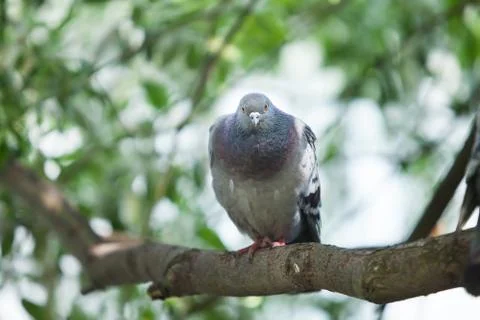 Pigeon sitting on a tree Stock Photos