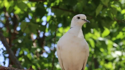 Pigeon Sitting on a Tree's Branch Stock Footage 86626963