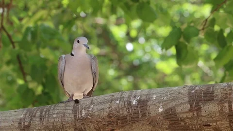 Pigeon Sitting on a Tree's Branch Stock Footage 86627203