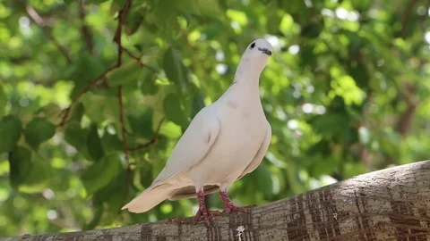 Pigeon Sitting on a Tree's Branch Stock Footage 86627209