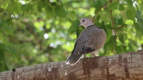 Pigeon Sitting on a Tree's Branch Stock Footage 86627245