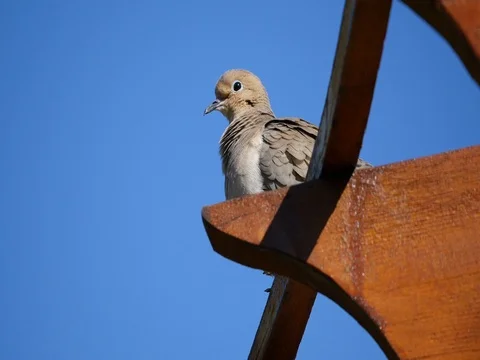 Pigeon Sitting on a Trellis Stock Footage 74597351