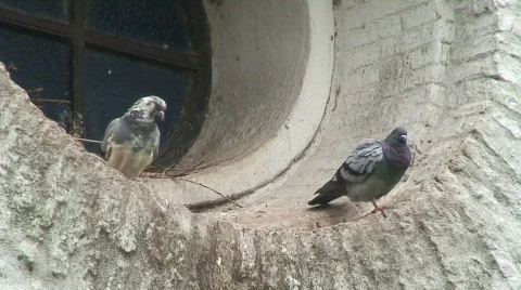 Pigeon sitting on a wall Stock Footage