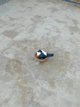 Pigeon Sitting in the water bowl Stock Photos