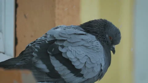 Pigeon sitting on the windowsill in winter cold weather on the background of 스톡 동영상 101173699