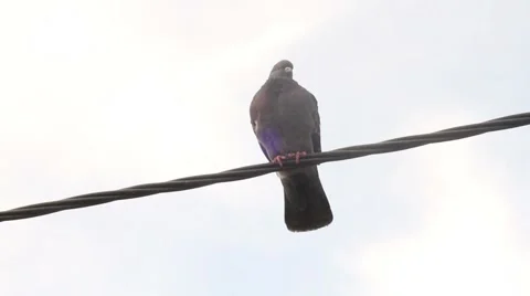 Pigeon sitting on the wire Stock Footage 44342153