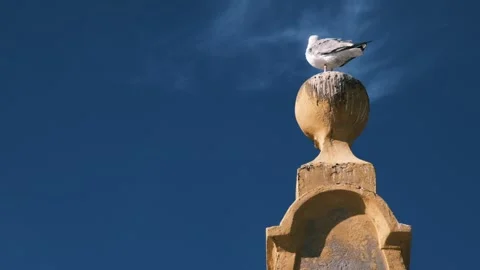Pigeon sitting on a yellow structure with blue background. Stock Footage 151121326