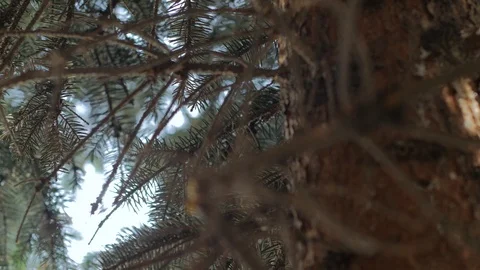 Pigeon Sleeping On Tree Stock Footage 113058055