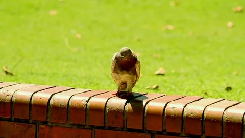 Pigeon slides down on the brick wall Stock Footage 70970512