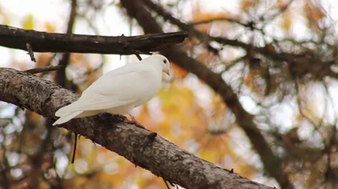 Pigeon Slow Motion Video stock 32869552