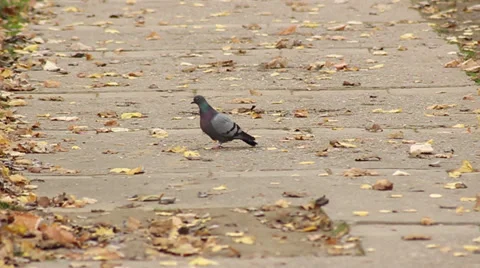 Pigeon Slow Motion Stock Footage 32869675