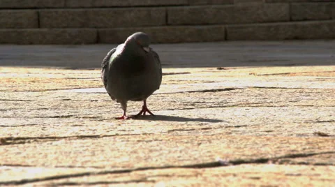 Pigeon slow motion Stock-Footage 49041771