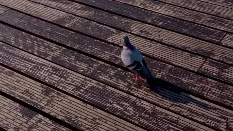 Pigeon Slowmo Stock-Footage 132699677
