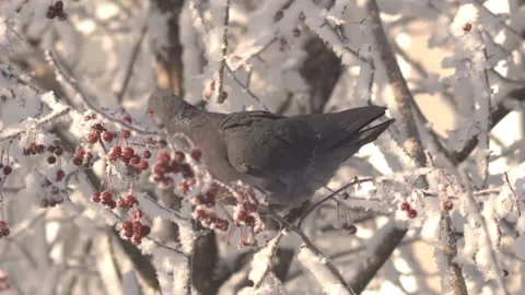 Pigeon on a snow-covered tree Stock-Footage 167246393