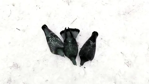 Pigeon on the snow Video stock 103464435