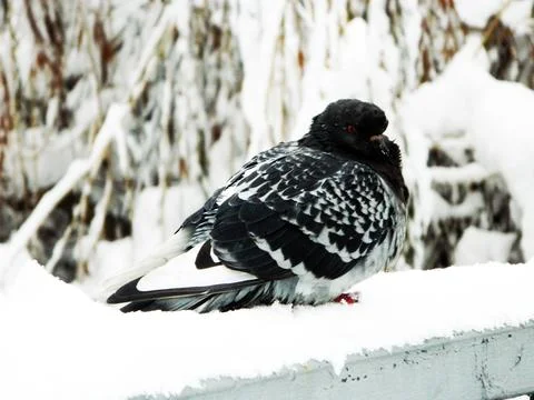 A pigeon in the snow Fotos de archivo