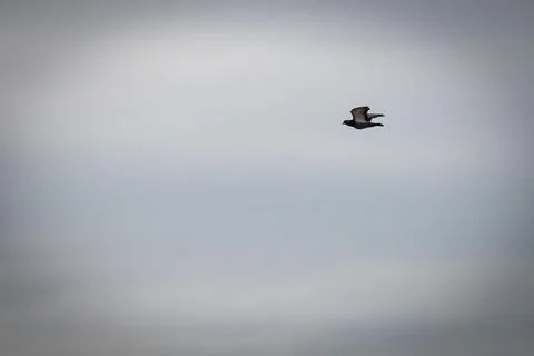 Pigeon soaring Stock Photos