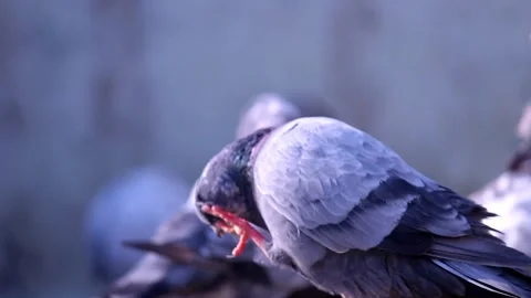 Pigeon in Soft Focus 스톡 동영상 338235077