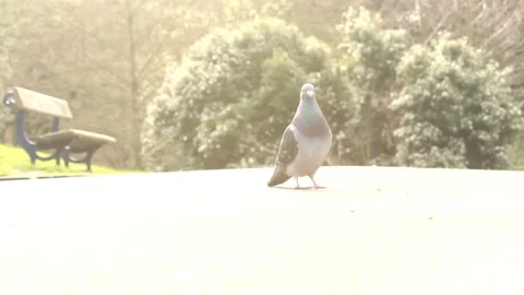 Pigeon Solo RAW Stock Footage 237265014