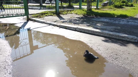 A pigeon splashes in a muddy puddle. then he runs to another puddle. Cool bird Stock Footage 155707078