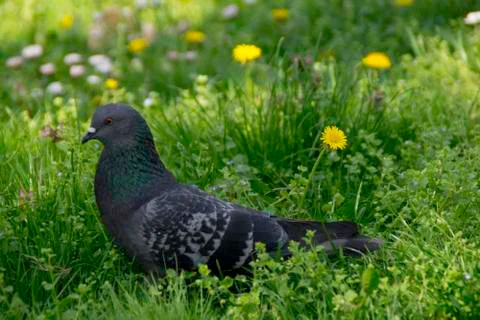 Pigeon in the spring meadow Foto stock