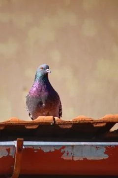 Pigeon in the spring sun Stock Photos