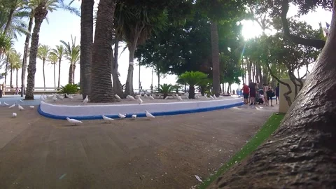 The pigeon square Vidéo 159414971