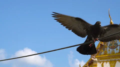 Pigeon stabilize on the cable Stock Footage 234165148