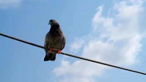Pigeon stabilize on the cable Stock Footage 234167147