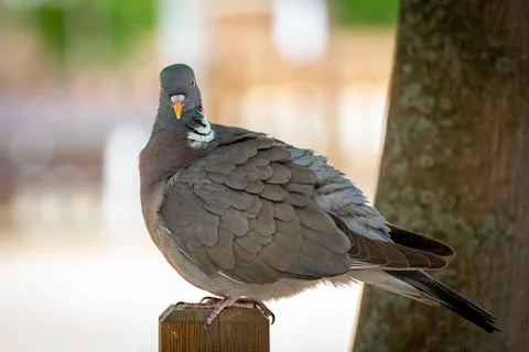 Pigeon standing on a bench looking to the camera Stock Photos