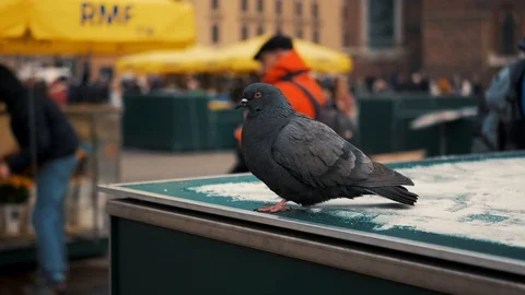 Pigeon standing in a box Stock Footage 99316541