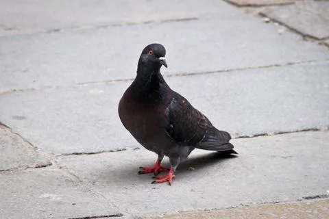 Pigeon standing on the ground Stock Photos